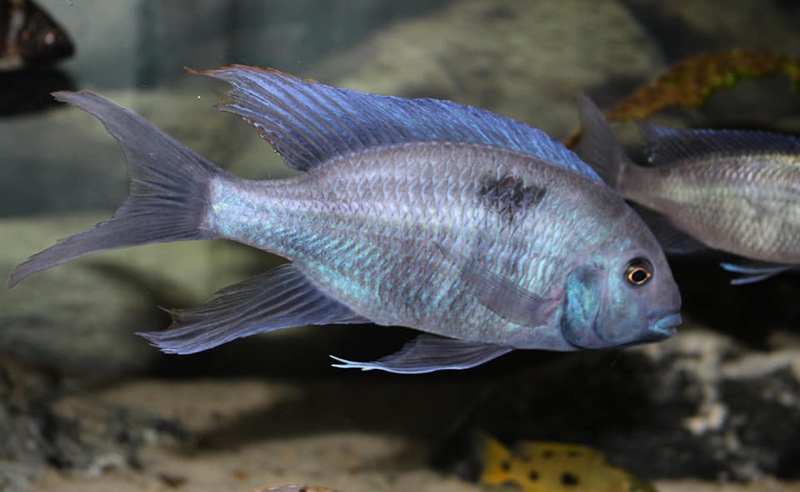 Otopharynx selenurus